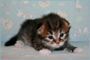 Male Siberian Kitten from Deedlebug Siberians